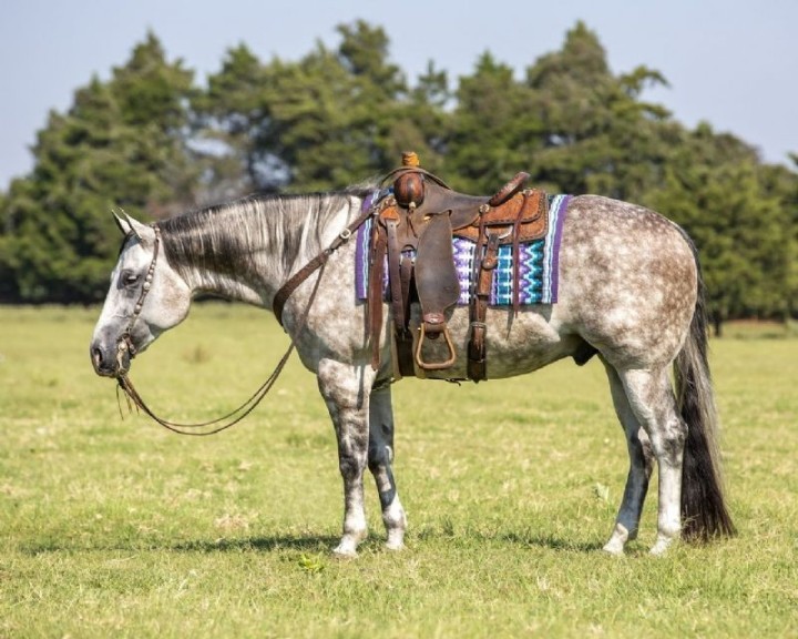 Cruiser gray Quarter Horse gelding