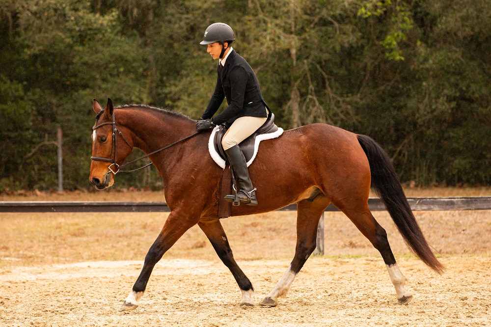 Cruz bay Warmblood gelding