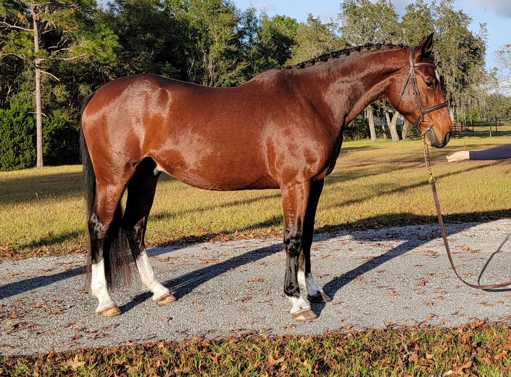 Cruz bay Warmblood gelding