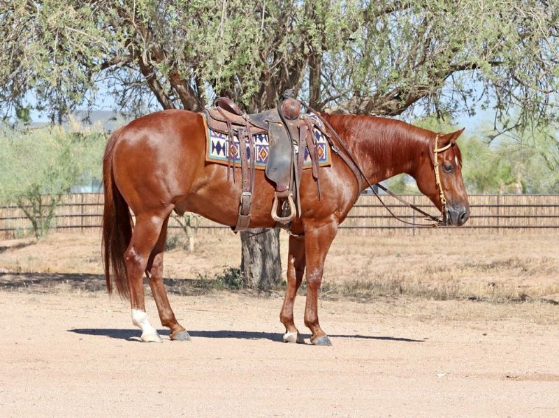 Cupid sorrel Quarter Horse gelding