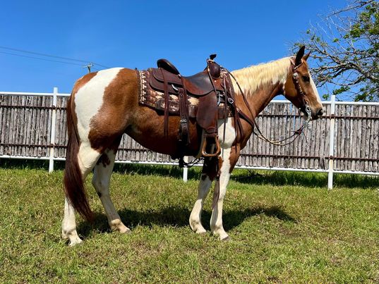 Cynthia chestnut tobiano Paint Horse mare