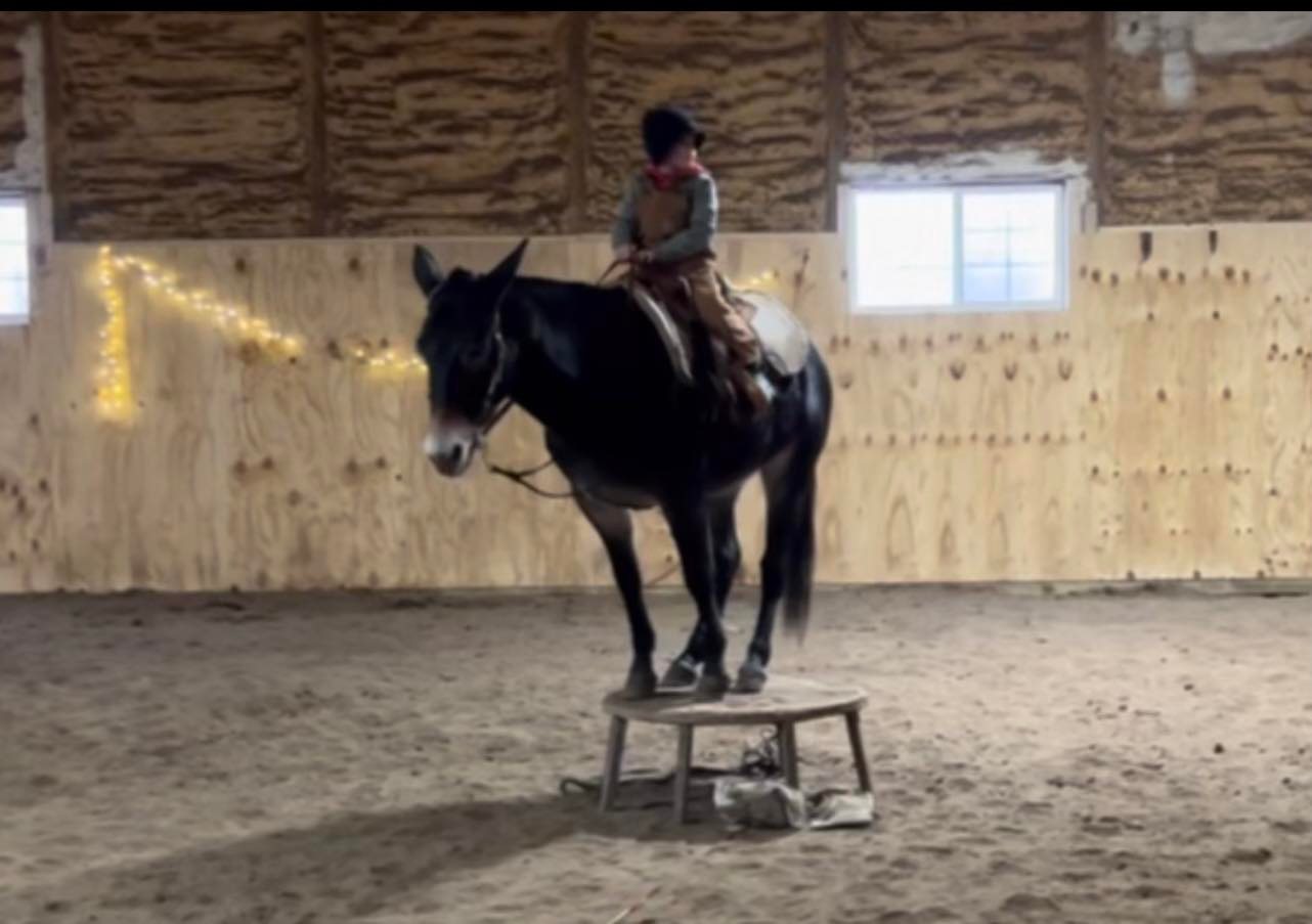 Cyrus bay mule gelding