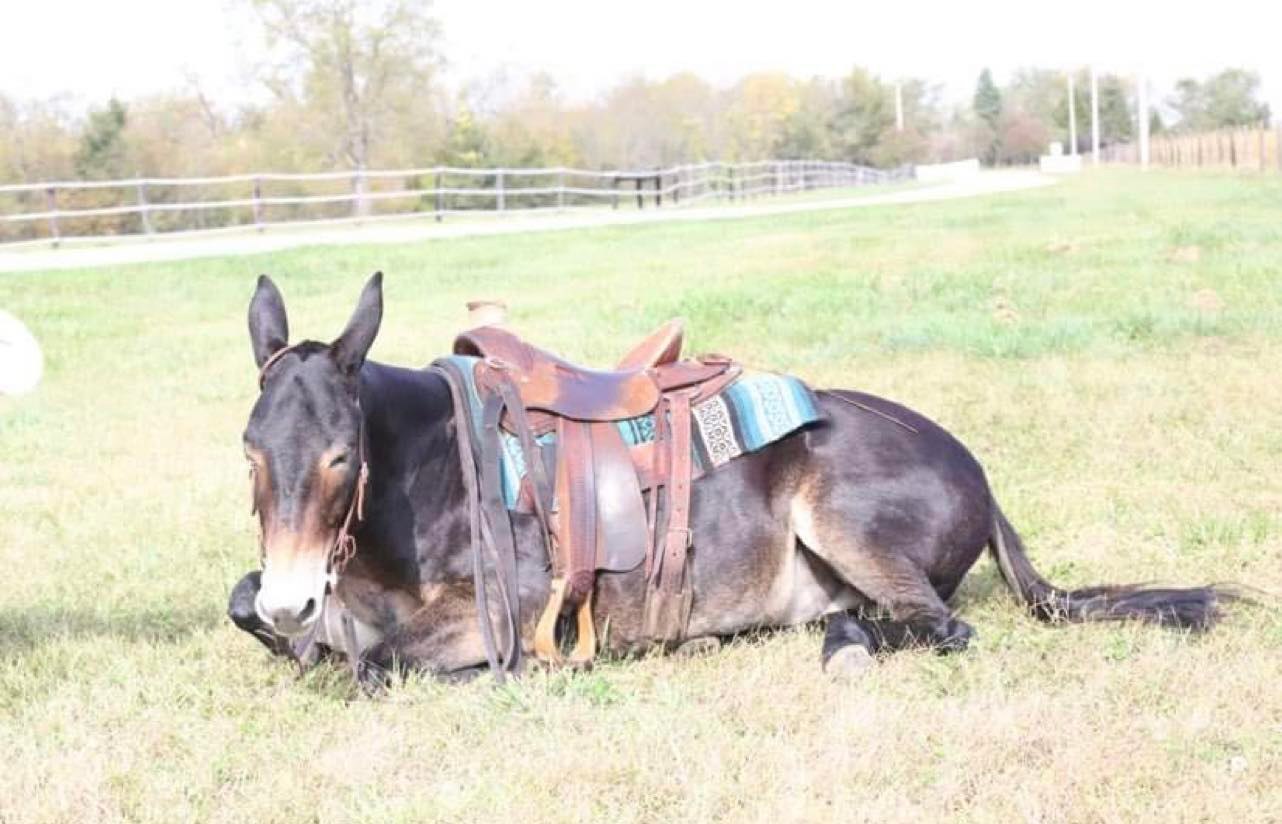 Cyrus bay mule gelding