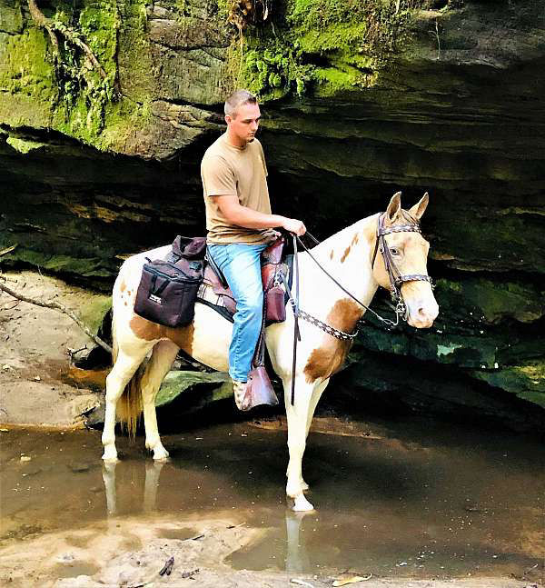 Daisy champaign Spotted Saddle Horse mare