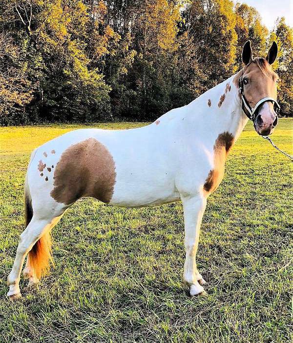 Daisy champaign Spotted Saddle Horse mare