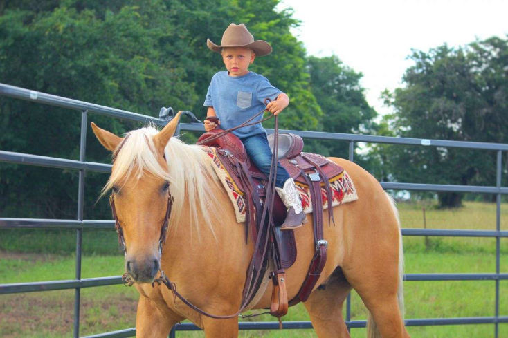 Dallas palomino Quarter Horse gelding