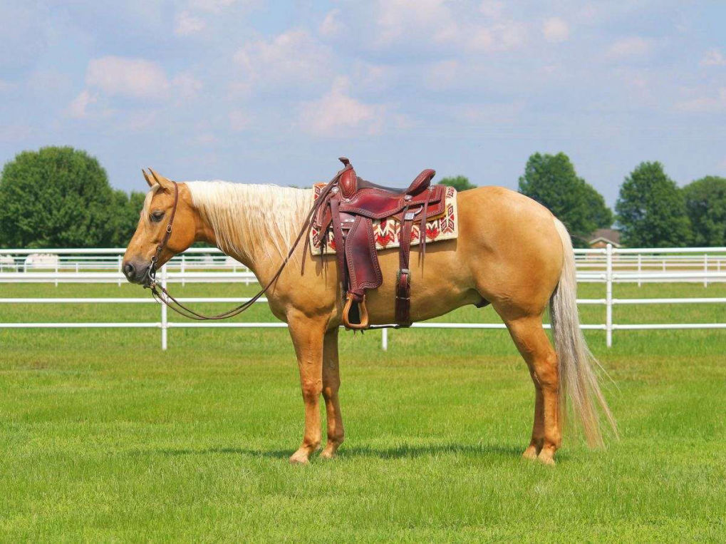 Dallas palomino Quarter Horse gelding