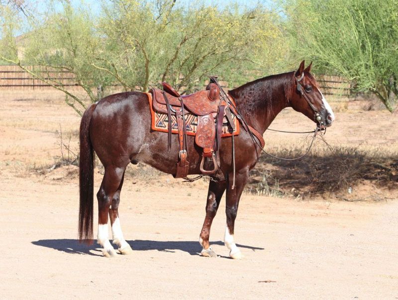 Dandy chestnut Quarter Horse gelding