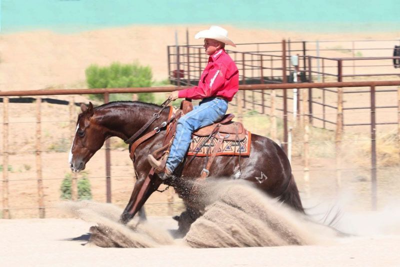 Dandy chestnut Quarter Horse gelding