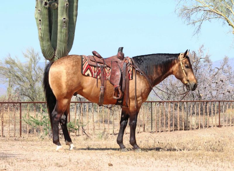 Danny buckskin Quarter Horse gelding