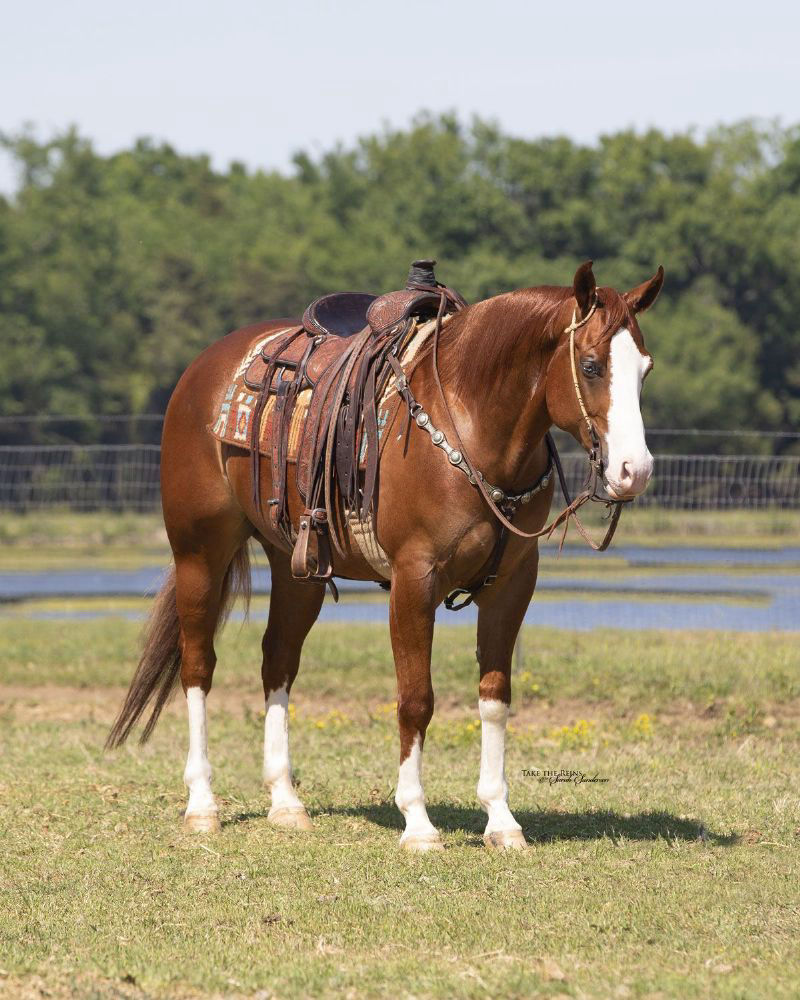Dante sorrel Quarter Horse gelding