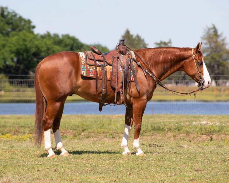 Dante sorrel Quarter Horse gelding