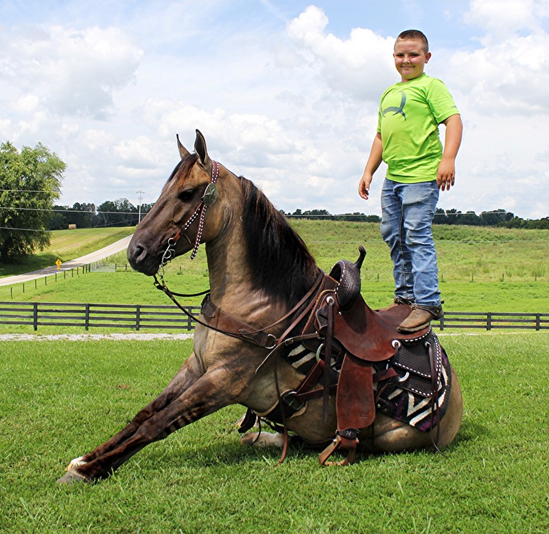 Darrion grulla mustang gelding with stripes