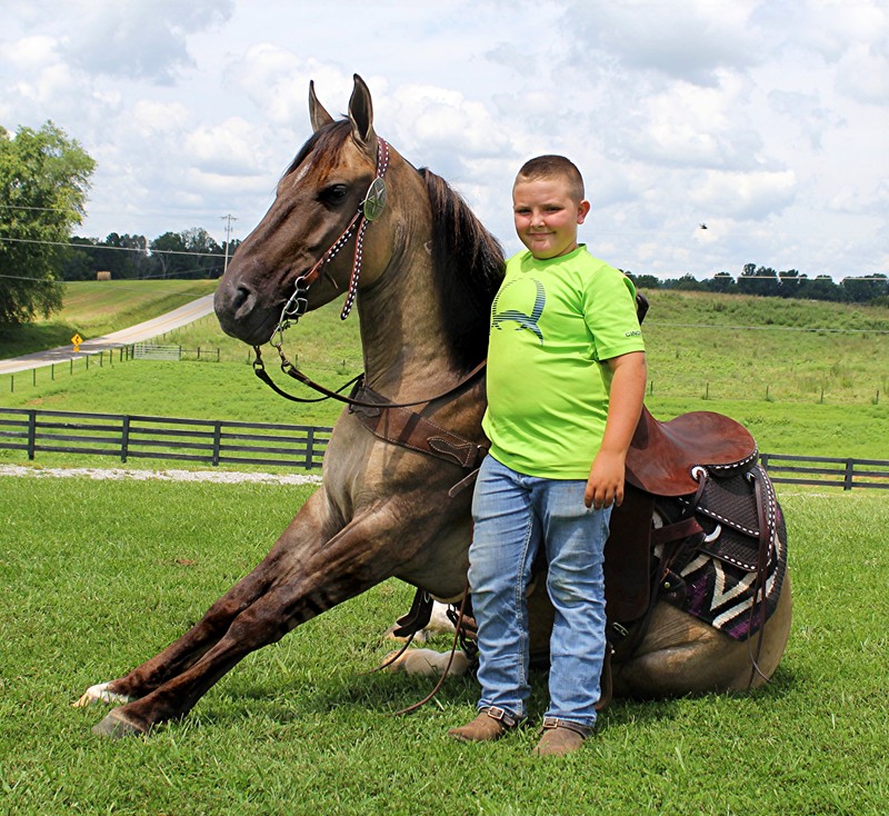 Darrion grulla mustang gelding with stripes