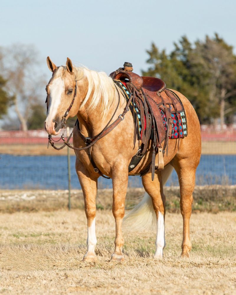 Dash palomino Quarter Horse gelding