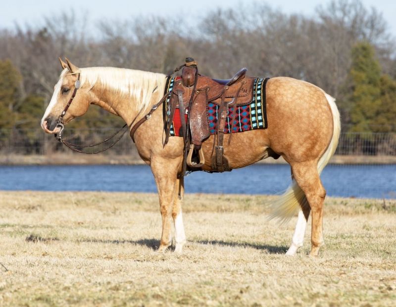 Dash palomino Quarter Horse gelding