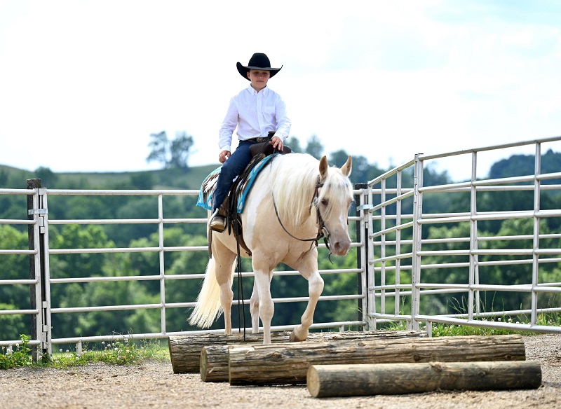 David palomino paint pony gelding