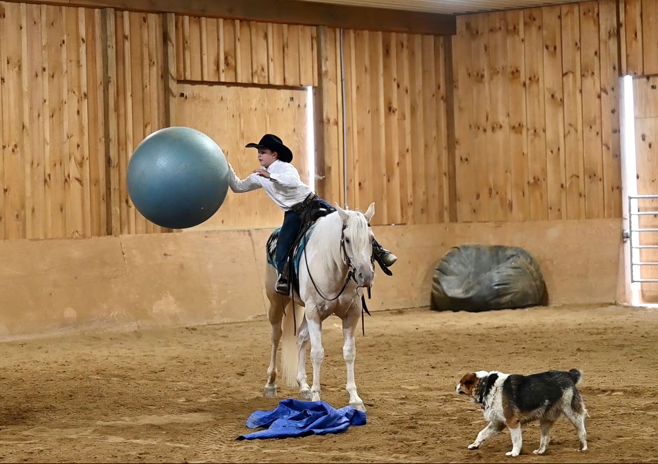 David palomino paint pony gelding