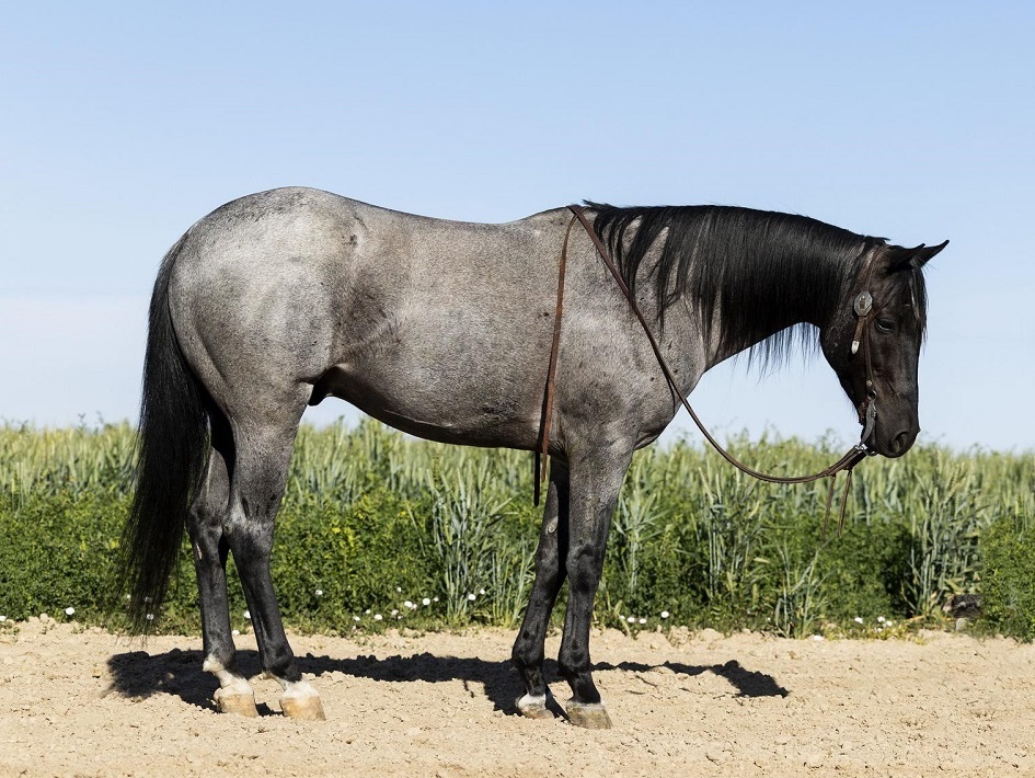 Davis blue roan Azteca gelding