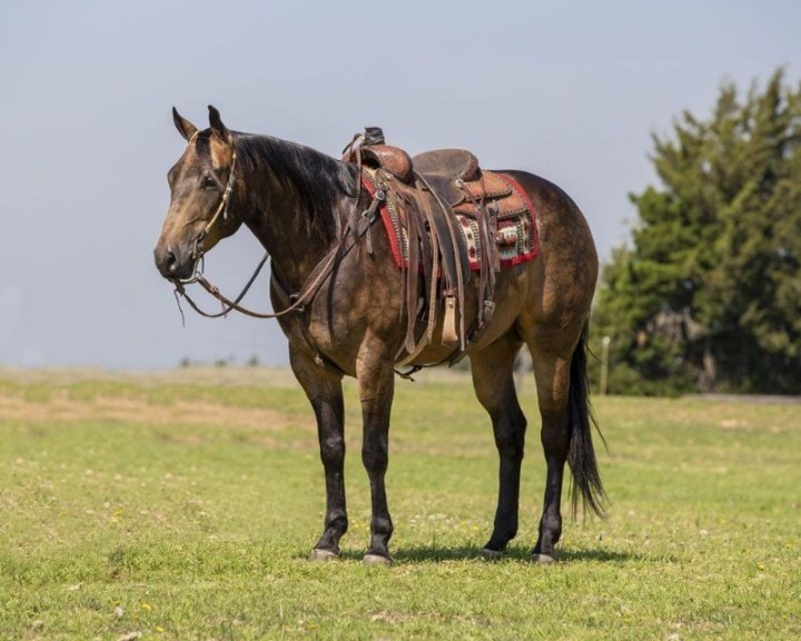Deputy dappled buckskin Quarter Horse gelding