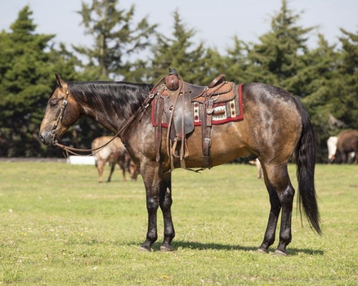 Deputy dappled buckskin Quarter Horse gelding