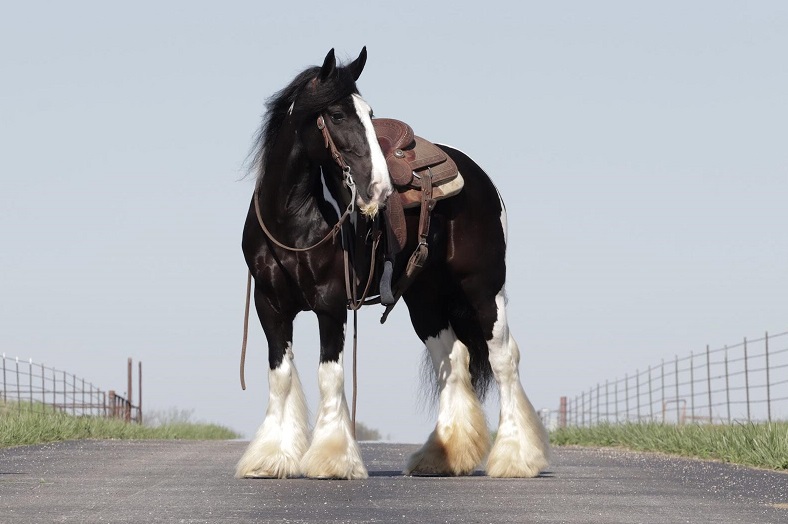 Diamond black and white Gypsy Vanner mare
