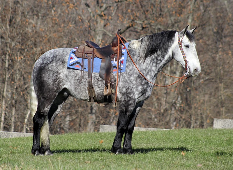 Diego dapple grey draft cross gelding