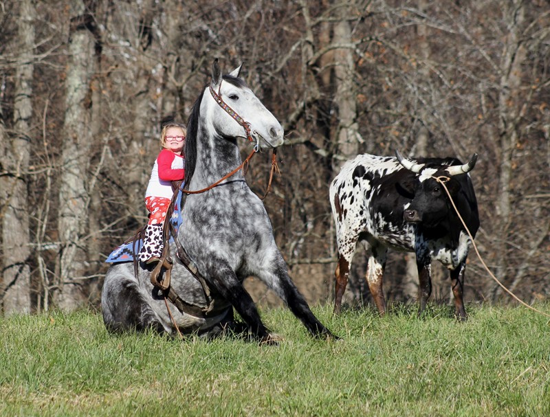 Diego dapple grey draft cross gelding