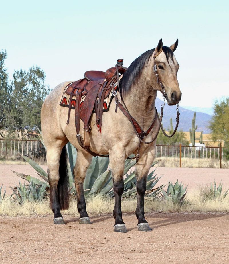 Dillion buckskin Quarter Horse gelding