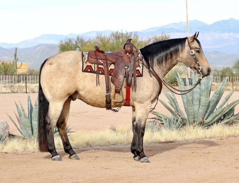 Dillion buckskin Quarter Horse gelding