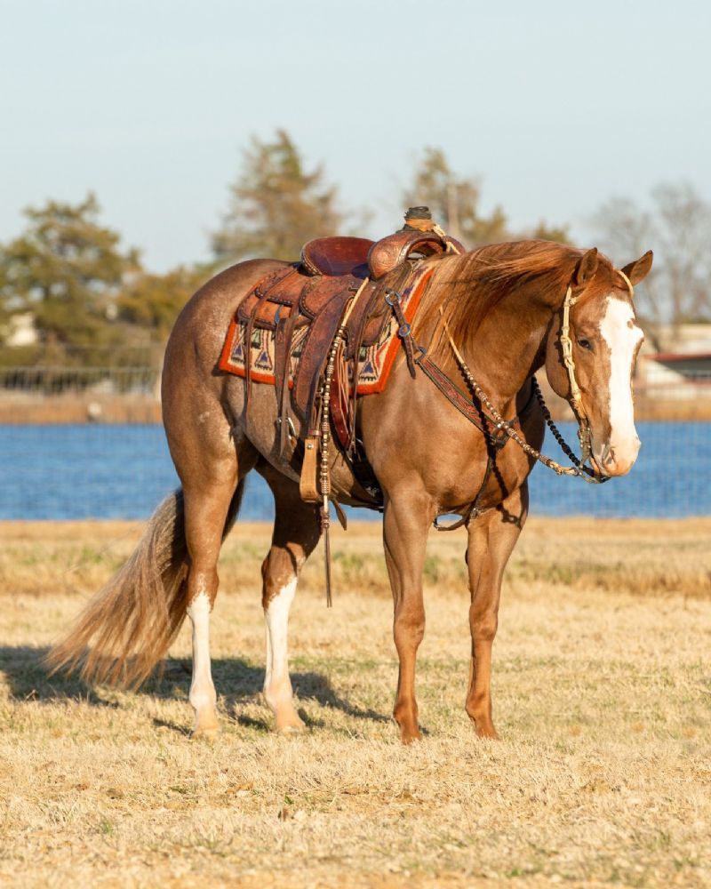 Disco sorrel Quarter Horse gelding