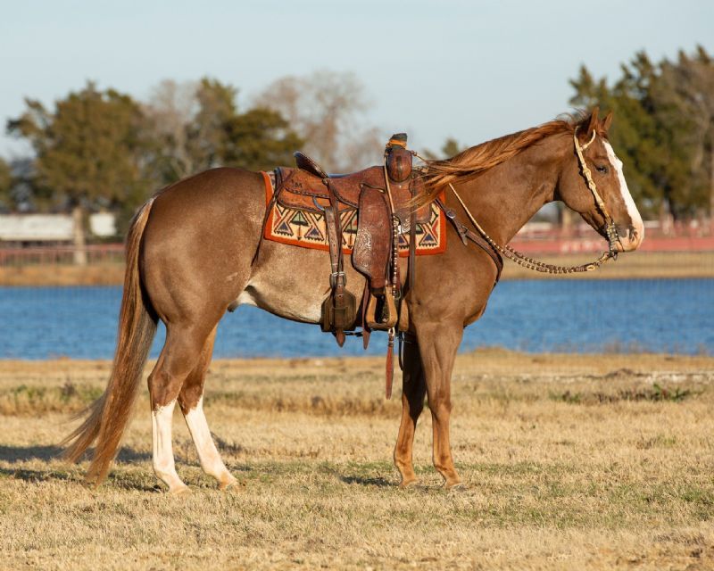 Disco sorrel Quarter Horse gelding