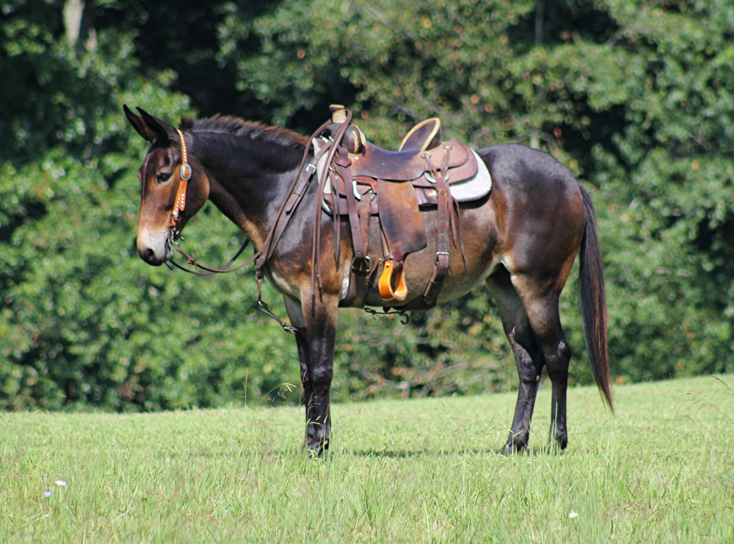 Diva bay mule mare