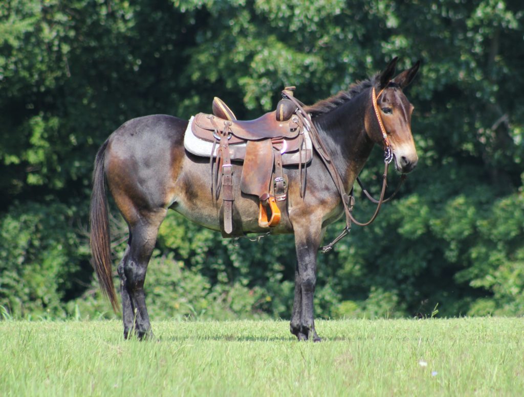 Diva bay mule mare