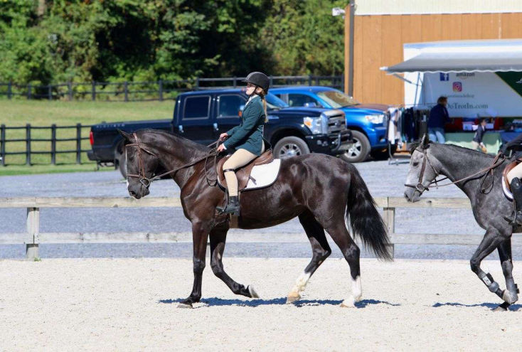 Dorian black Dutch Warmblood mare