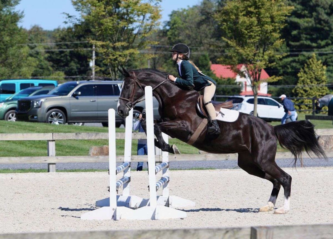 Dorian black Dutch Warmblood mare