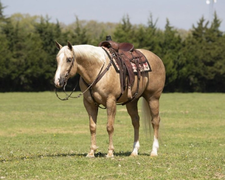 Dream palomino Paint Horse gelding