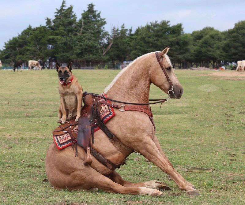 Dream palomino Paint Horse gelding