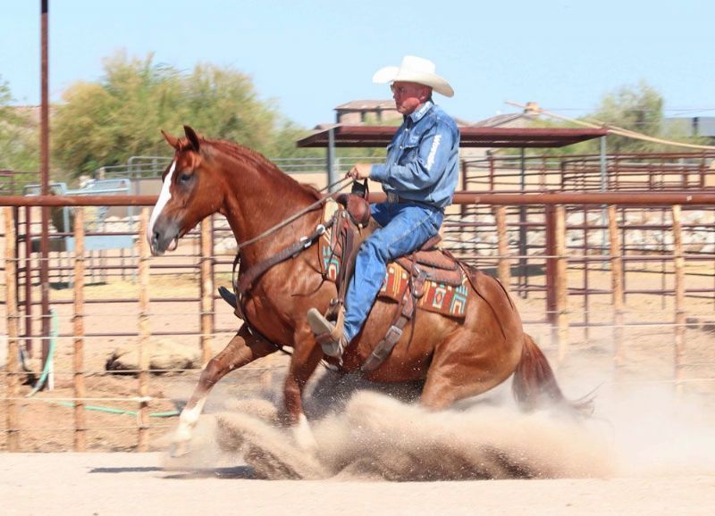 Dusty sorrel Quarter Horse gelding