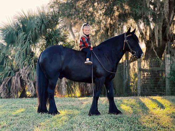 Eclipse black Gypsy Vanner gelding