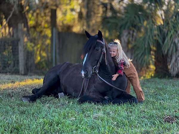 Eclipse black Gypsy Vanner gelding