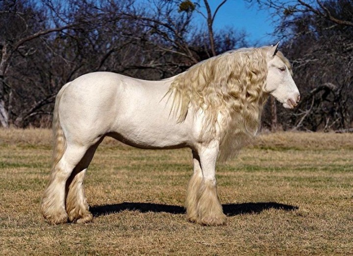 Elsie cremello Gypsy Vanner mare