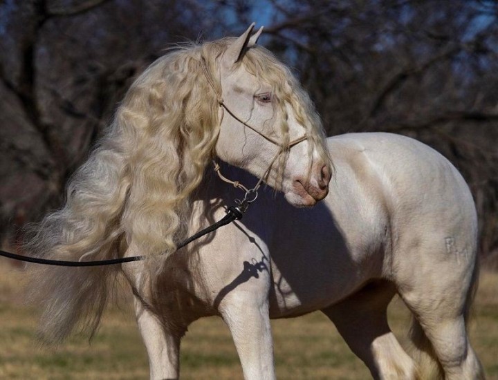 Elsie cremello Gypsy Vanner mare