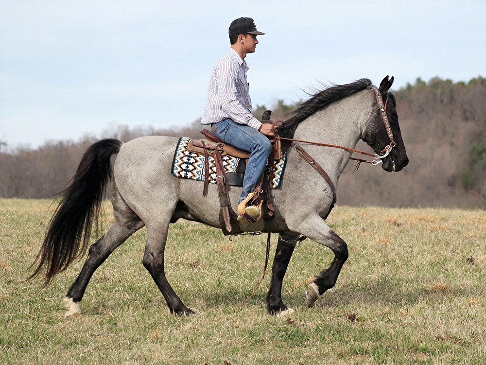 Eresen true blue roan Missouri Fox Trotter gelding