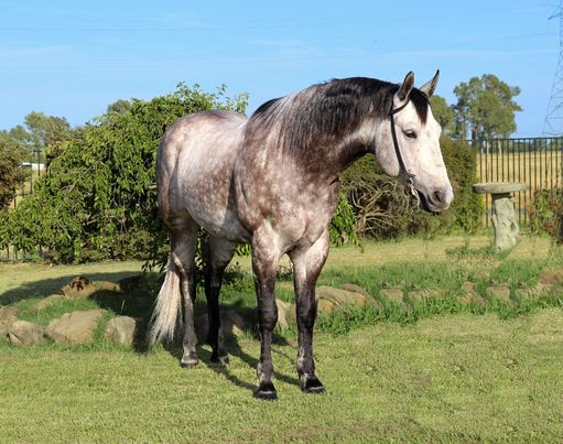 Excellence dapple grey Quarter Horse gelding