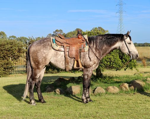 Excellence dapple grey Quarter Horse gelding