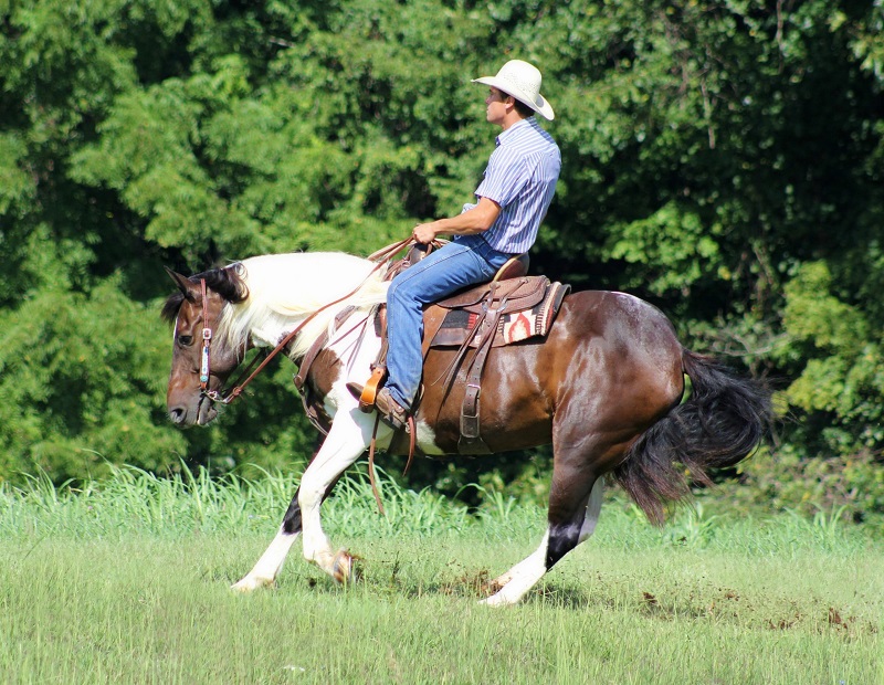 Fiona bay tobiano draft cross mare