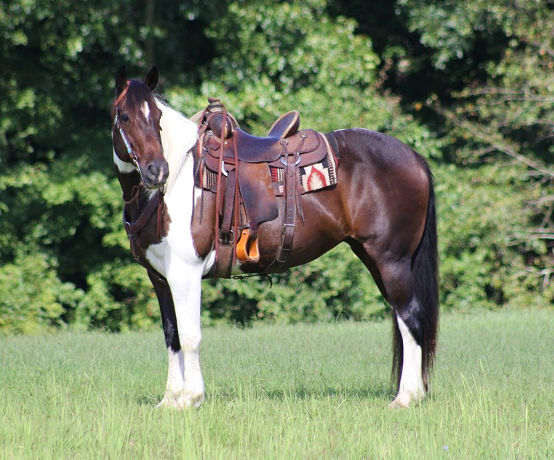 Fiona bay tobiano draft cross mare