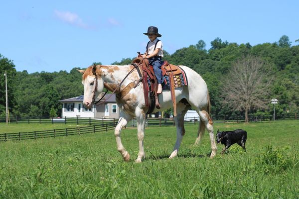 Florence palomino overo Paint Horse mare