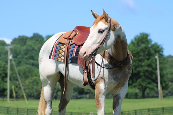 Florence palomino overo Paint Horse mare